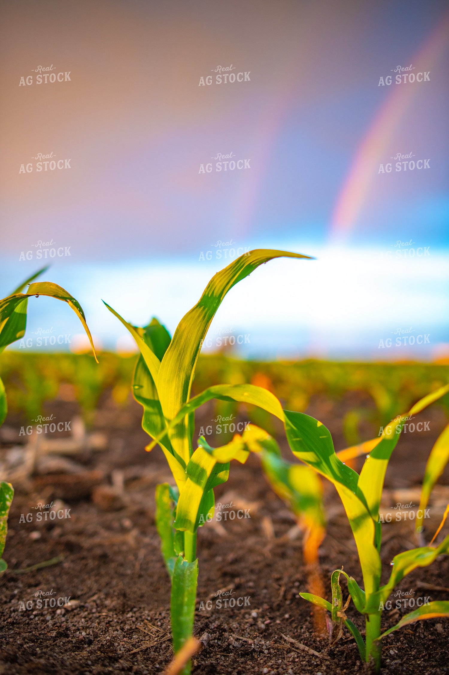 Early Growth Corn at Sunrise 56687