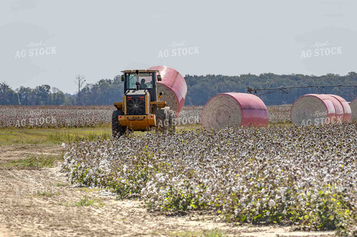 Moving Cotton Modules 291003