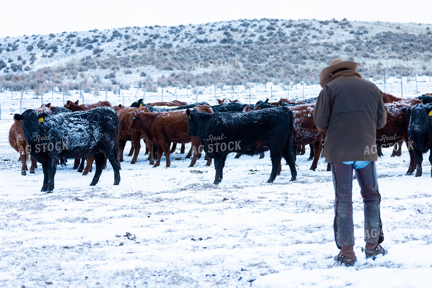 Rancher Checking Cattle in the Snow 200026