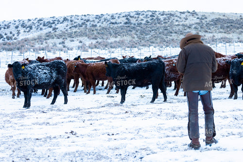 Rancher Checking Cattle in the Snow 200026