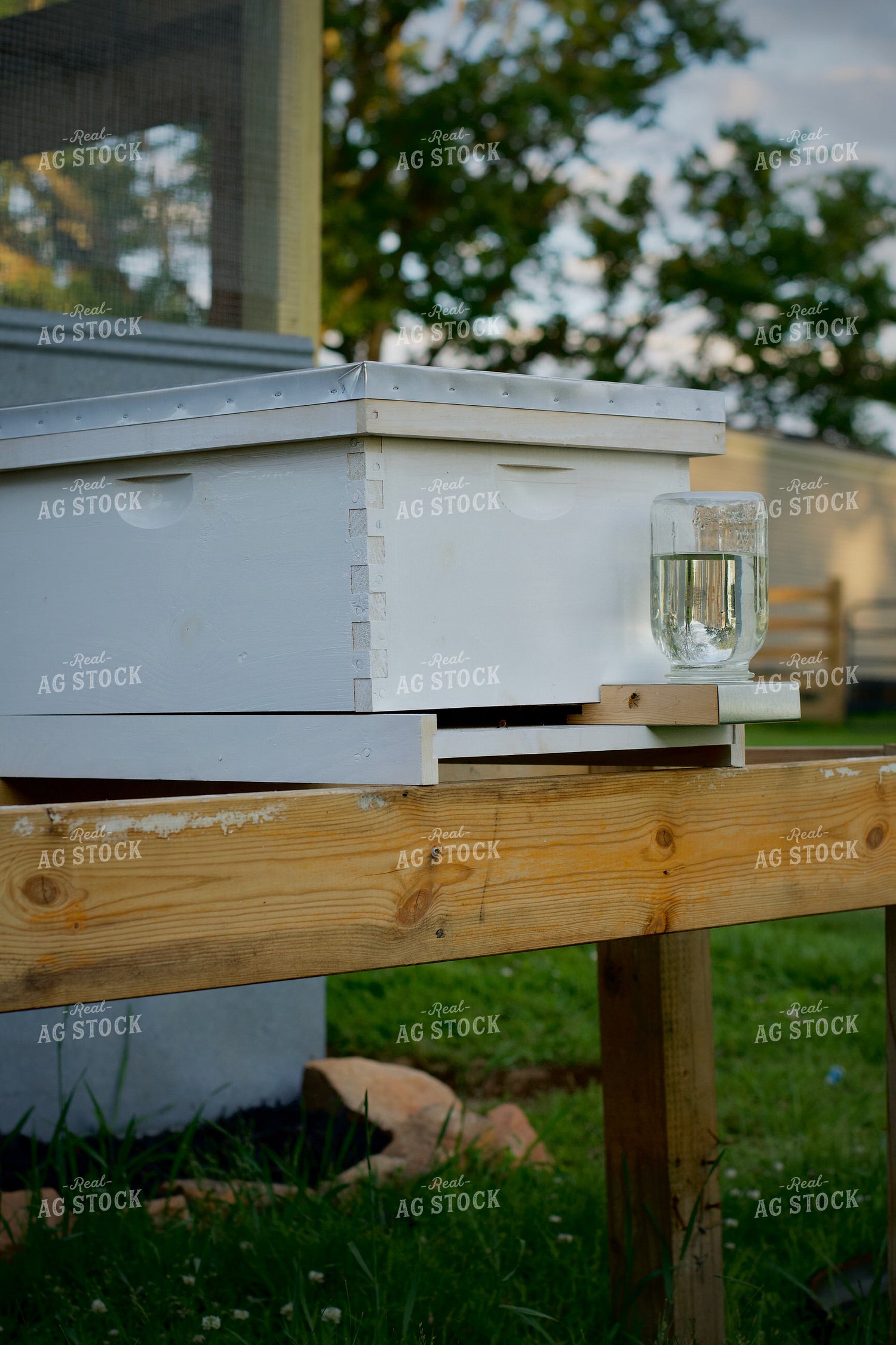 Bee Box 251136