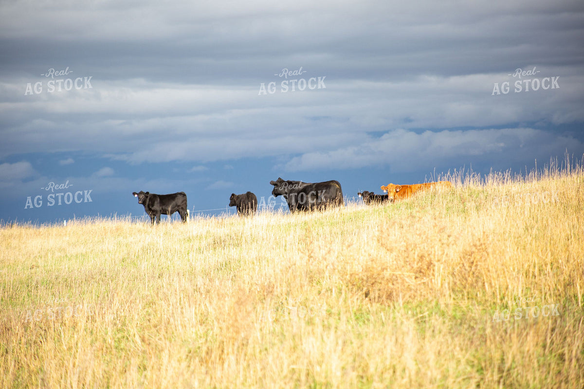 Beef Cattle on Hillside Pasture Under Dramatic Sky 406091