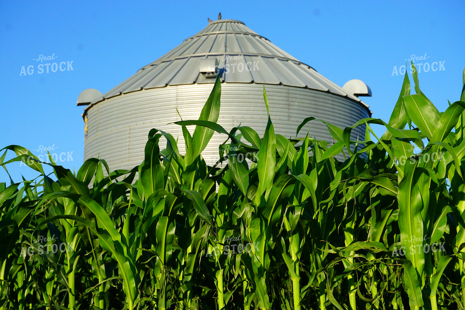 Corn Field and Grain Bins 148001