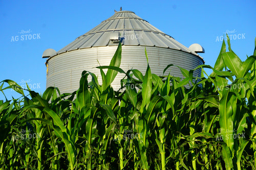 Corn Field and Grain Bins 148001