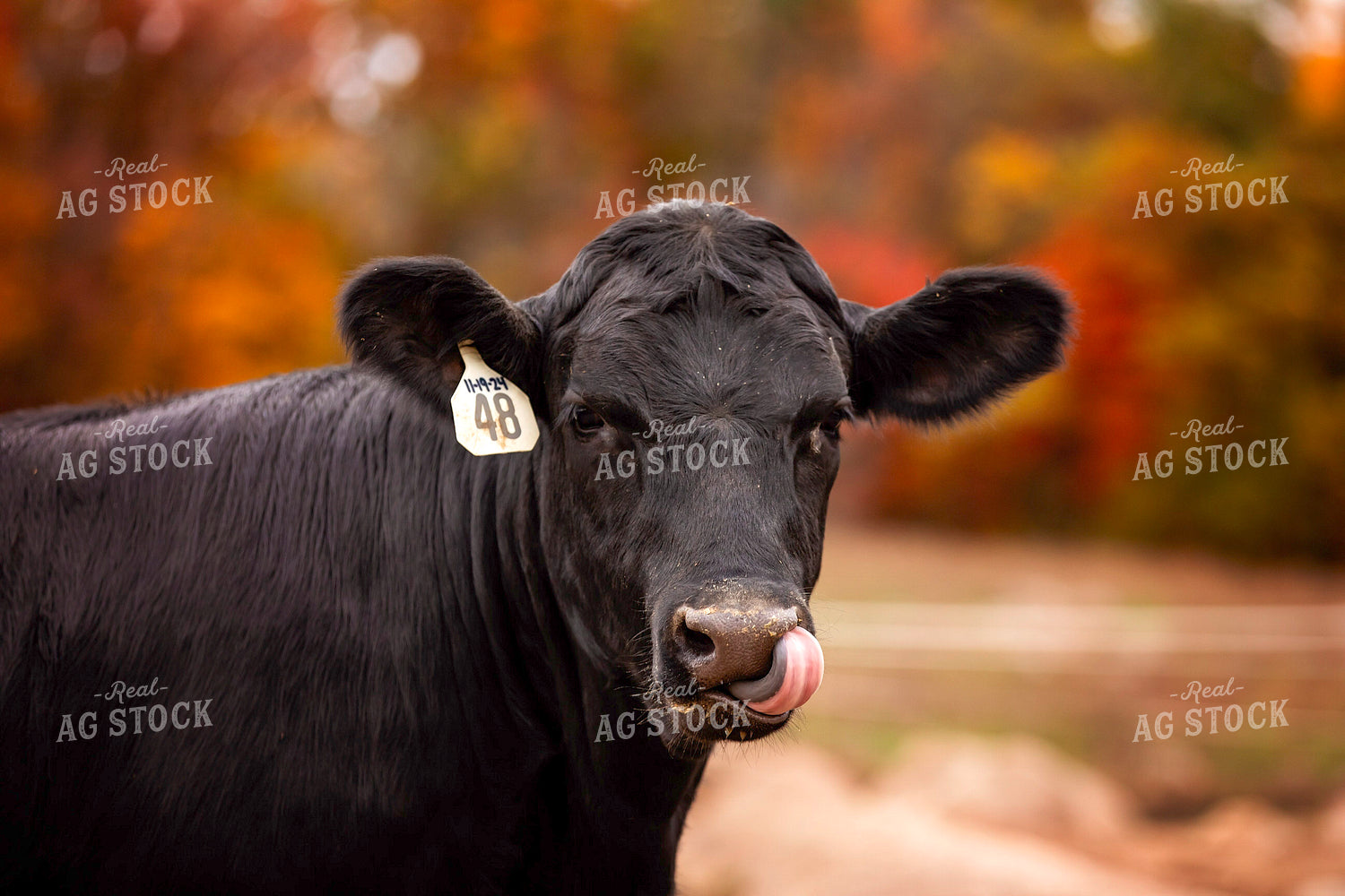 Black Angus Cattle on Pasture 55195