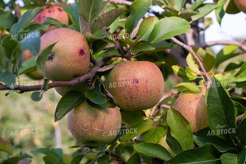 Apples 50423
