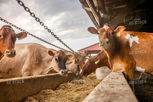 Guernsey Dairy Cows 270560