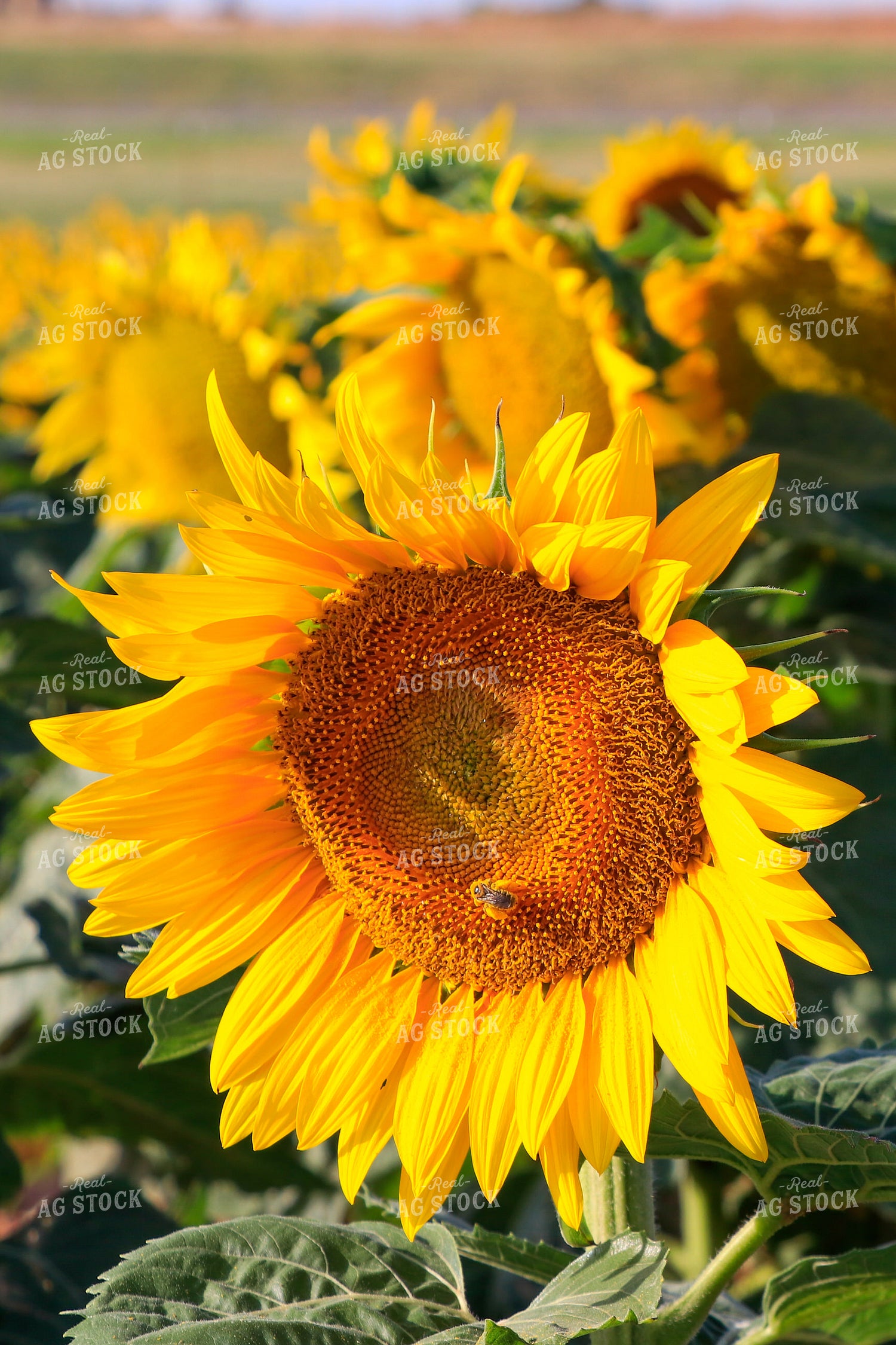 Sunflower with Bee 60038