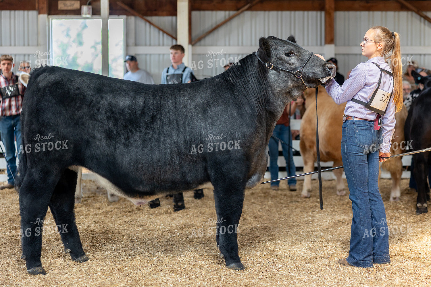 Showing Cattle 194061