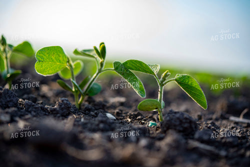 Early Growth Soybean Plant 136095