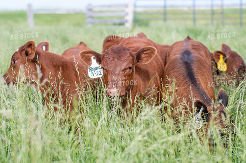Calves in Grassy Pasture 50097