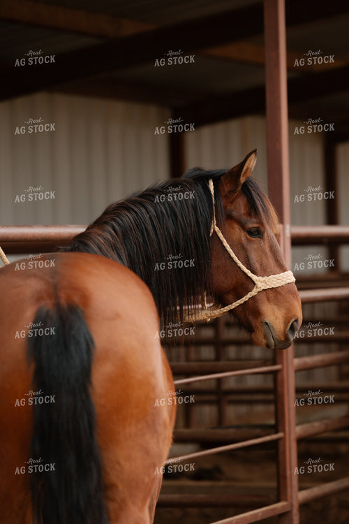 Horse 205130