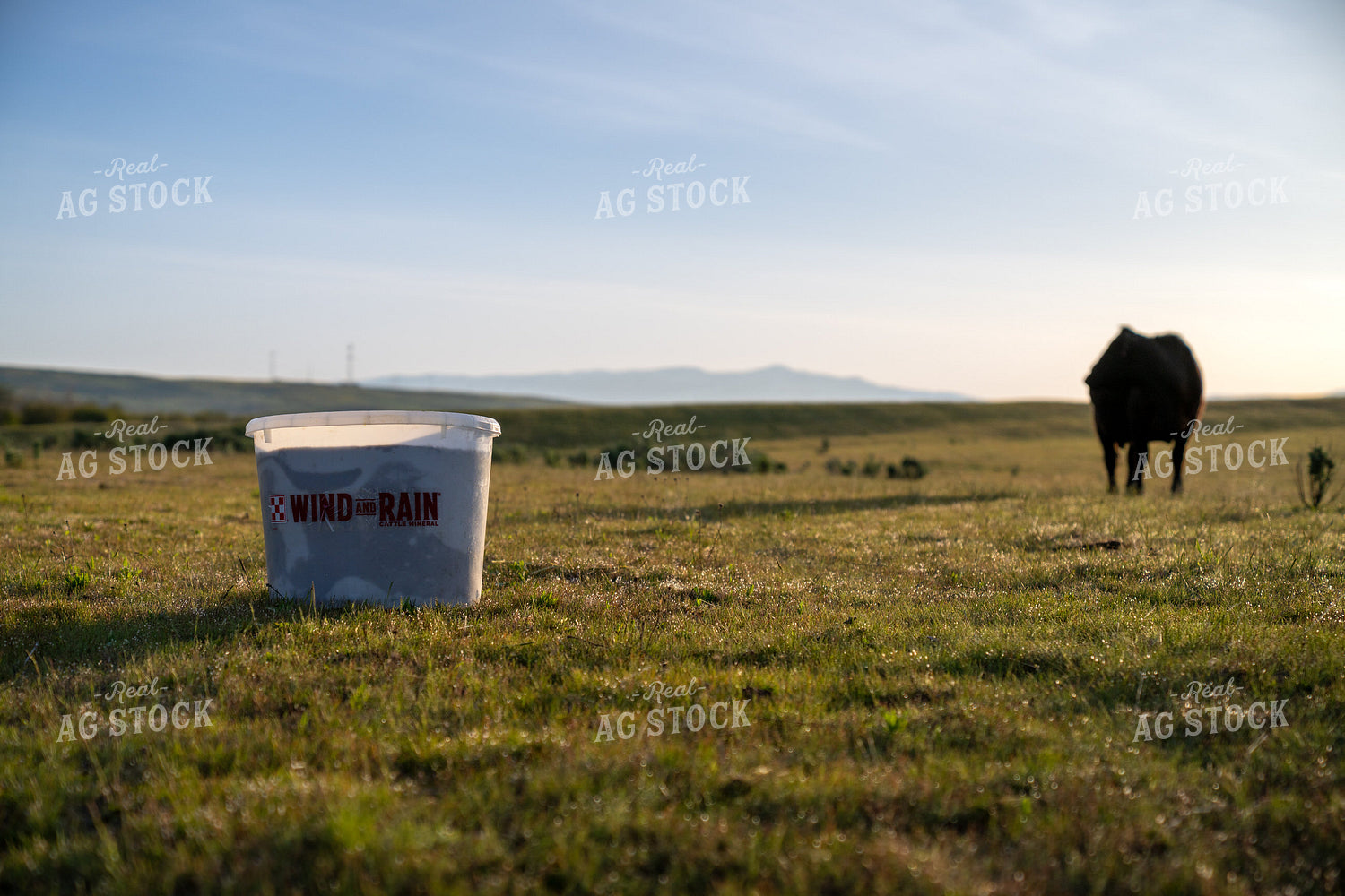 Open Field with Livestock and Supplement Container Under Clear Sky 65296