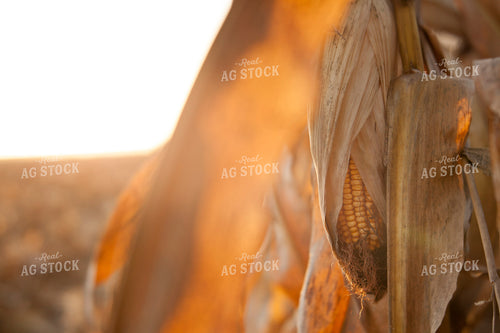 Corn - Dry 1345