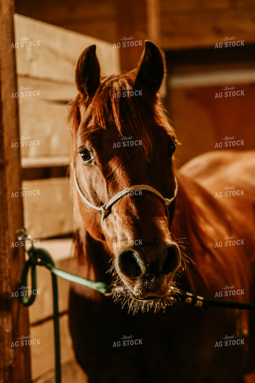 Horse in Halter 64212