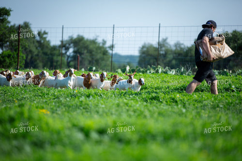 Rancher Feeding Boer Goats 134032