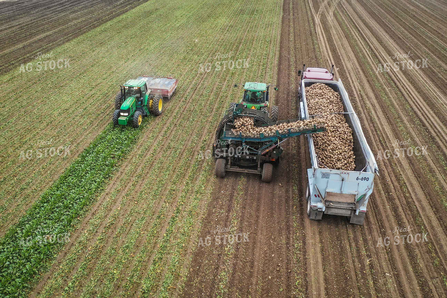Sugar Beet Harvest 56494