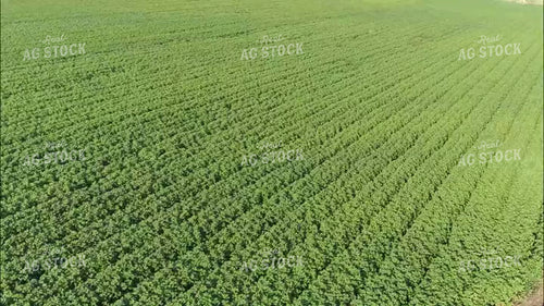 Aerial of Cotton Field in Bloom 80067