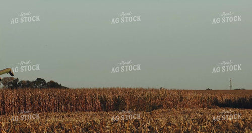 Combine Picking Row of Corn 3932