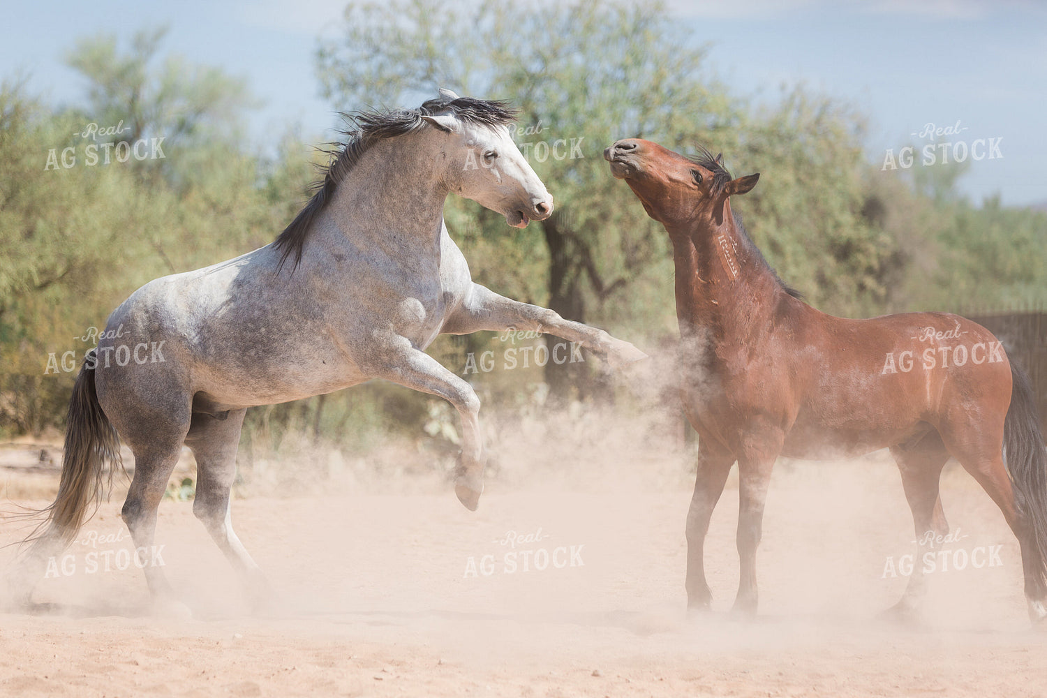 Horses 184028