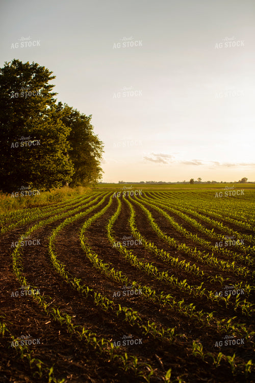 Early Growth Corn 6318