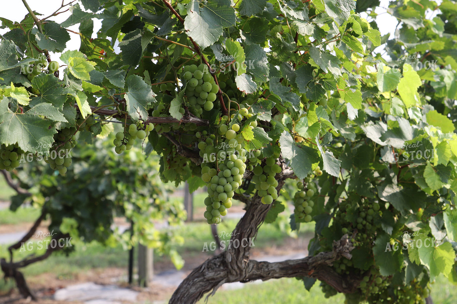 Grapes 102076