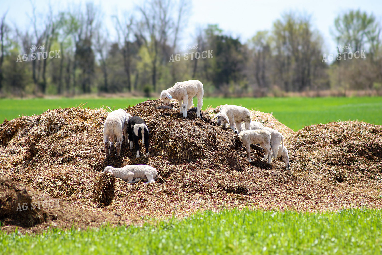 Lambs 84233