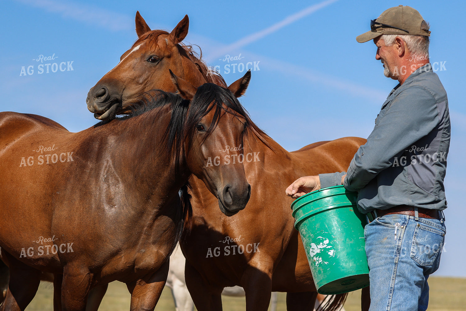 Feeding Horses 261108