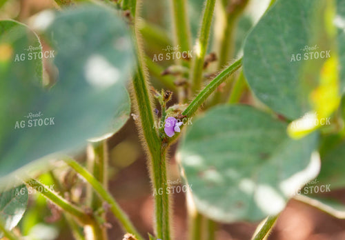 Up Close Soybean Plant 79063