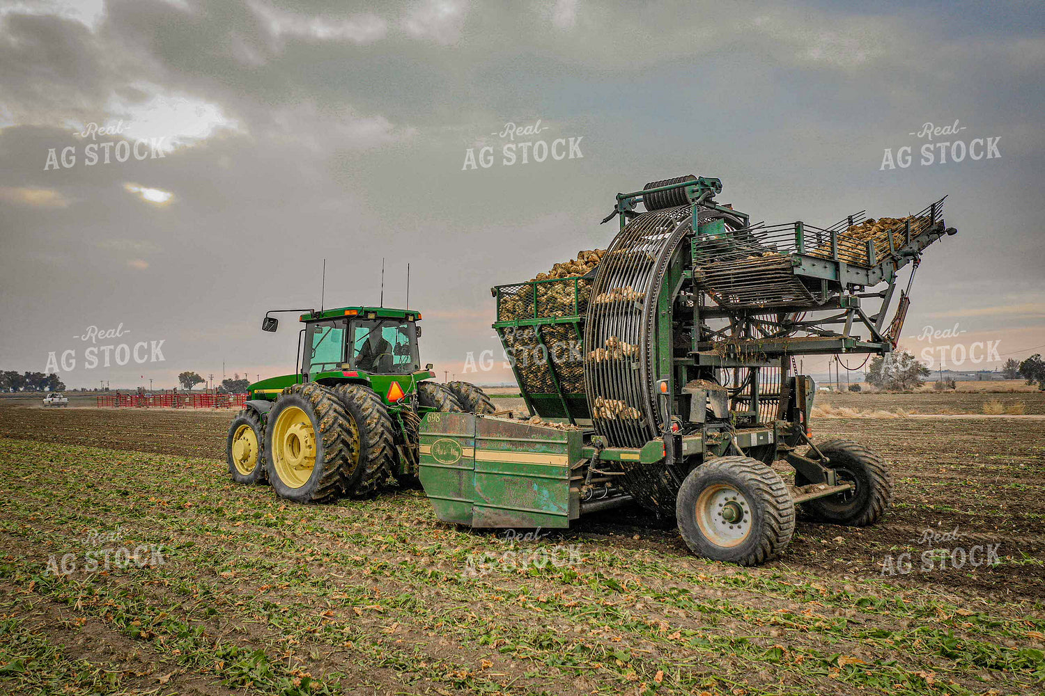 Sugar Beet Harvest 56502