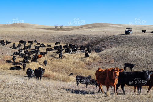 Cattle Grazing 261129