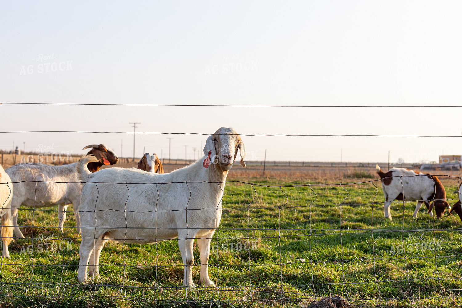Goats 276020