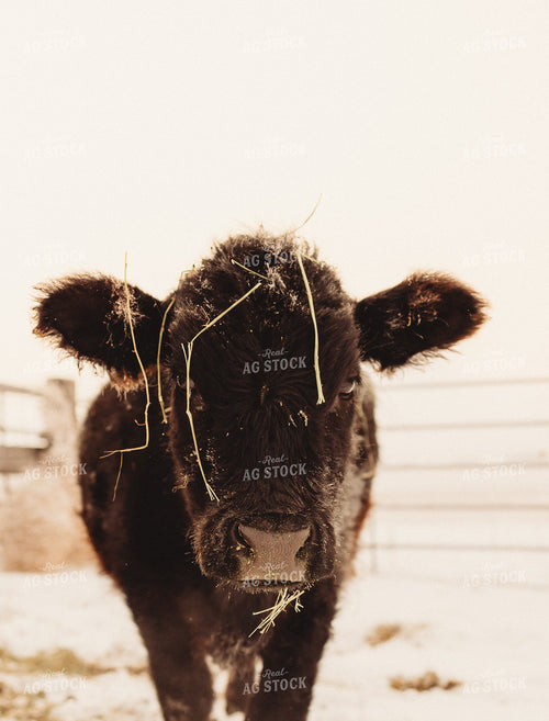 Black Angus Cow Covered in Snow 61164