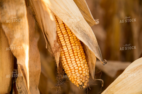 Dried Corn in Field 93043
