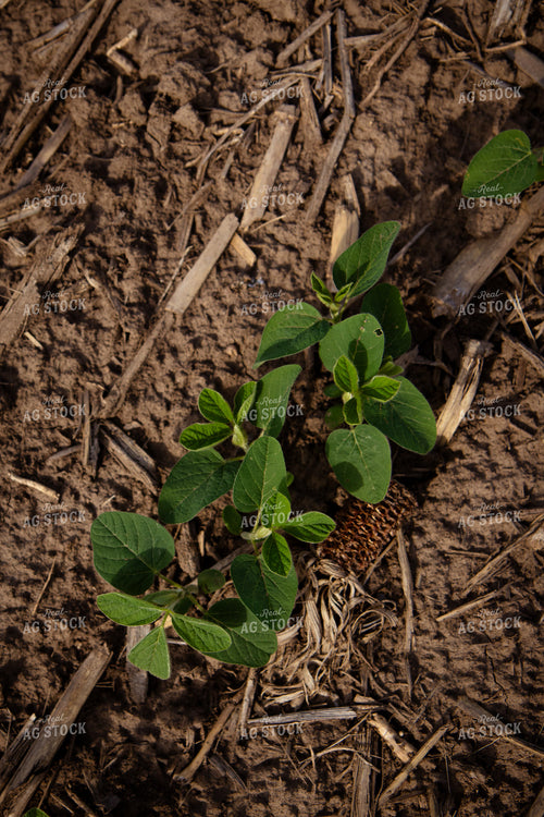 Early Growth Soybeans 268295
