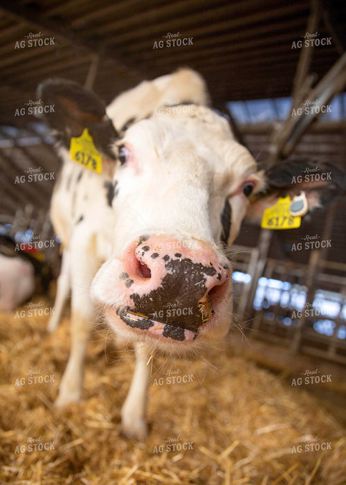 Holstein Heifer 55026