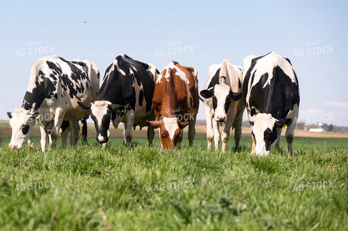 Holstein Cattle in Pasture 90007
