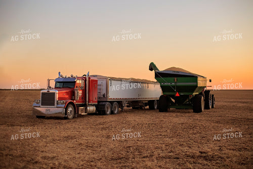 Soybean Harvest 93129