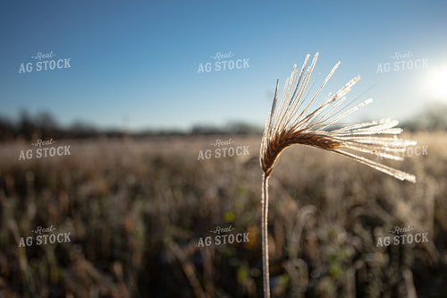 Frost on Winter Wheat 168007