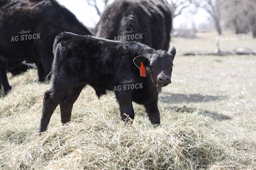 Angus Calf Eating Hay 117215