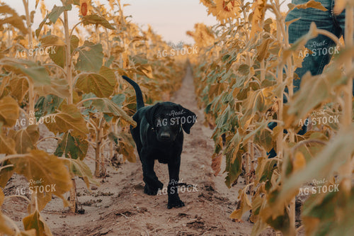 Ranch Dog in Sunflower Field 58189