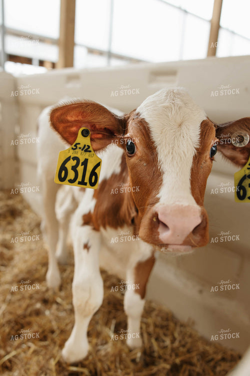 Holstein Calf 152772