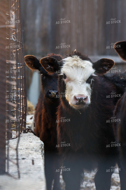 Cattle in Farmyard 109052