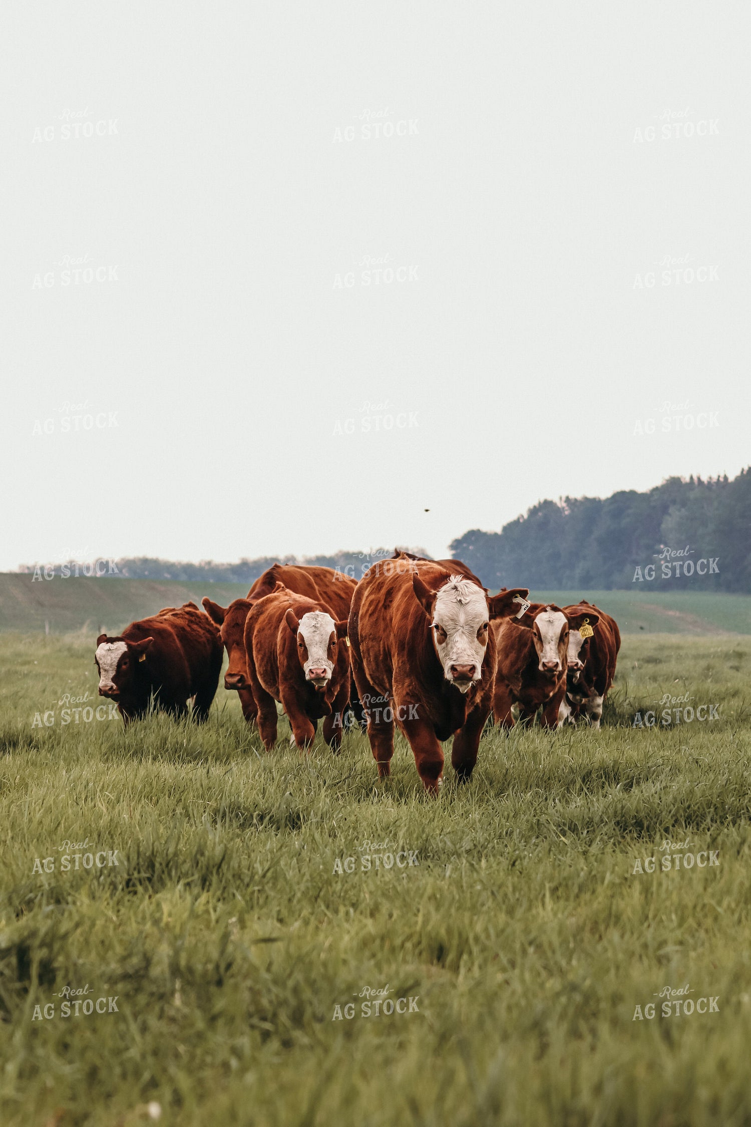 Simmental Cattle 139005