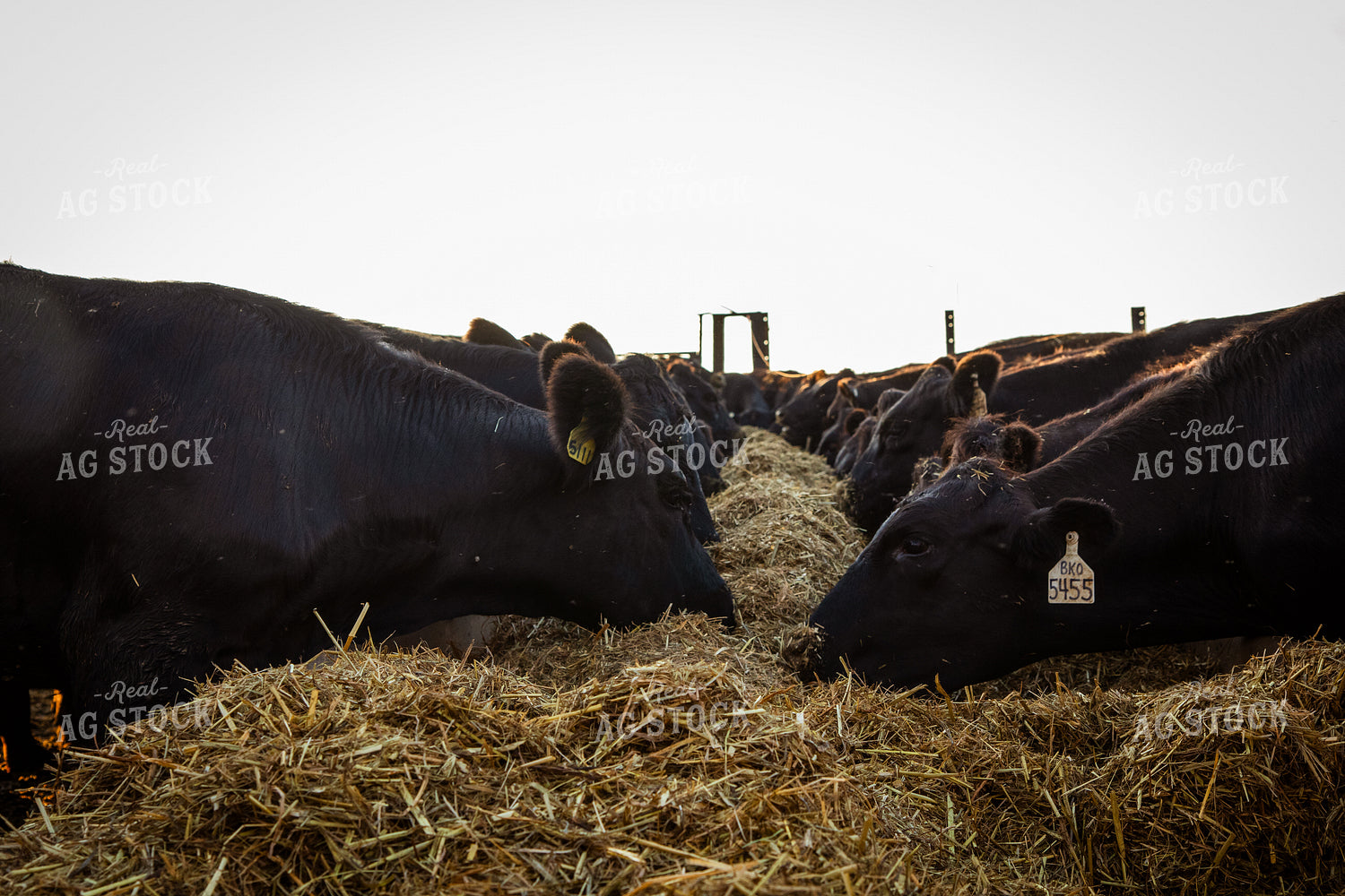 Feeding Cattle 268385