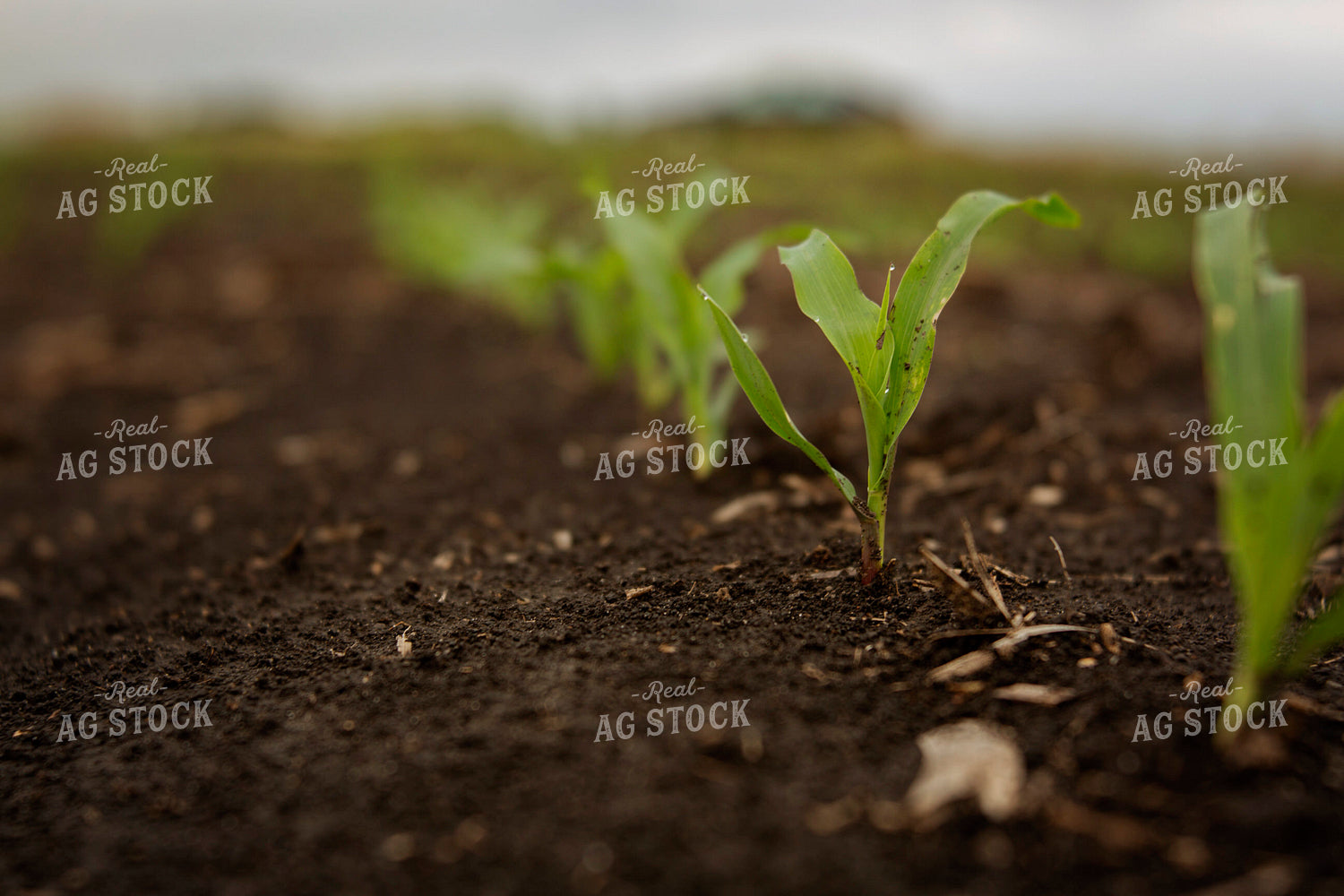 Corn Plants 6337