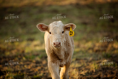 Calf - Charolais and Angus Cross 2261