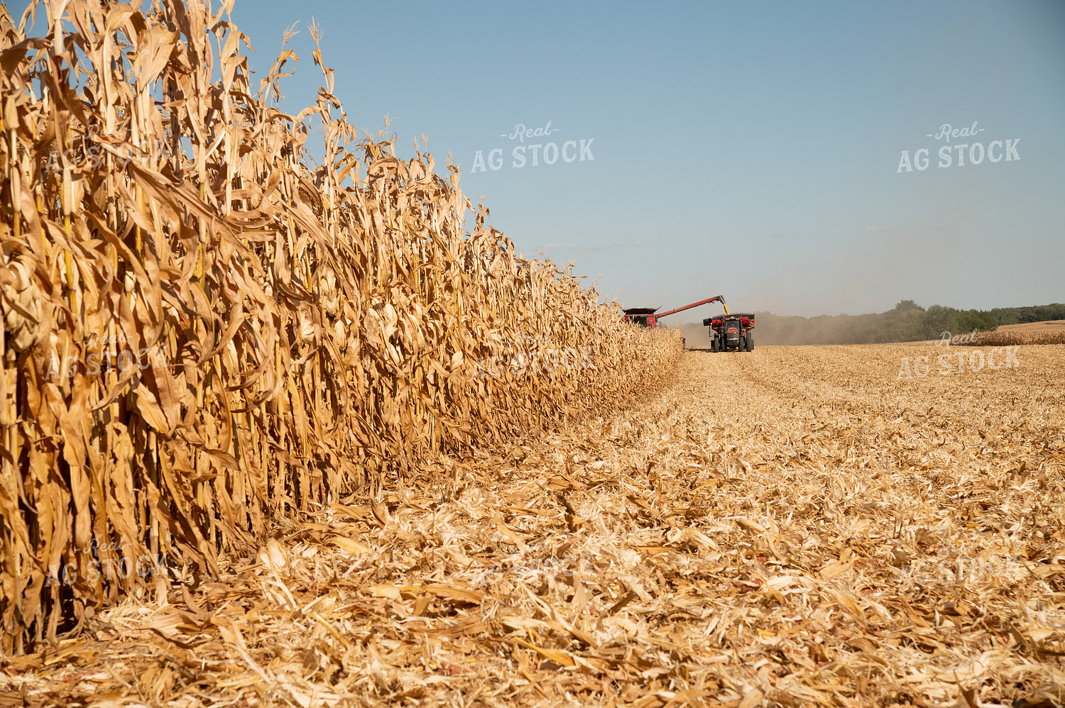 Corn Harvest 25959