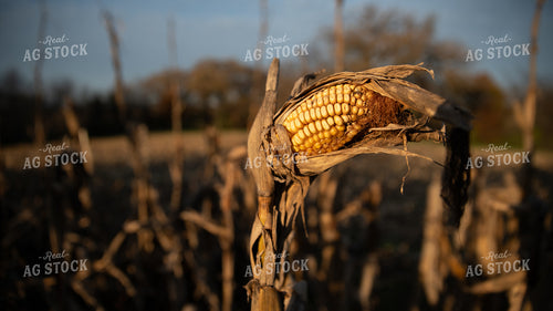 Dried Corn 26279