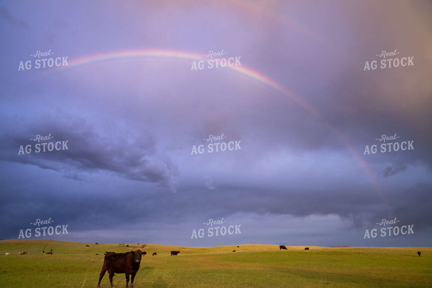 Serene Countryside Scene with Grazing Cattle and Rainbow Under Dramatic Clouds 65232